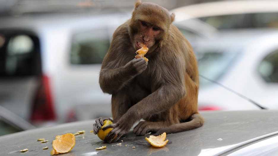 When monkeys snatched away food served ready to eat …
