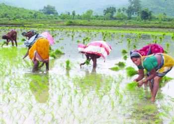 38 percent rice planting completed by June