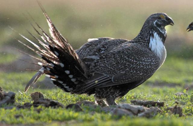 Sage grouse numbers continue to drop in Idaho