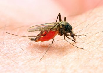 Only one ward in Kathmandu Metropolis identified as Malaria risk zone