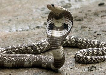 Dipayal to get a snakebite treatment center