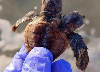 Turtle patrol group finds two-headed hatchling