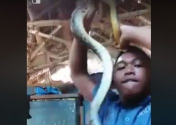 Man plays with snake on camera, gets bitten on forehead (with video)
