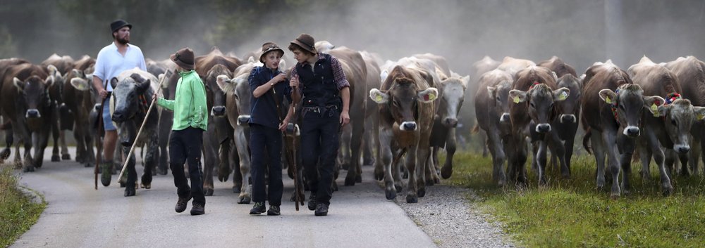 German herdsmen lead autumn Alpine cattle drive