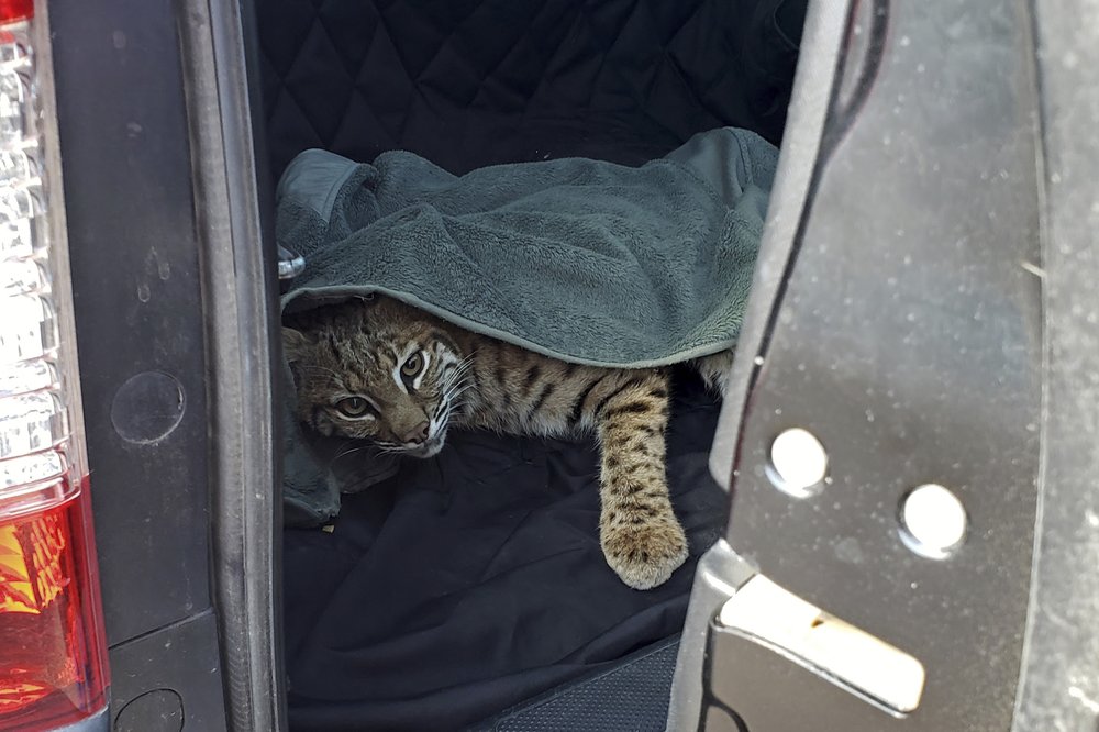 Colorado driver puts injured bobcat in car