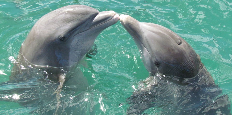 Dolphins have developed human-like antibiotic resistance