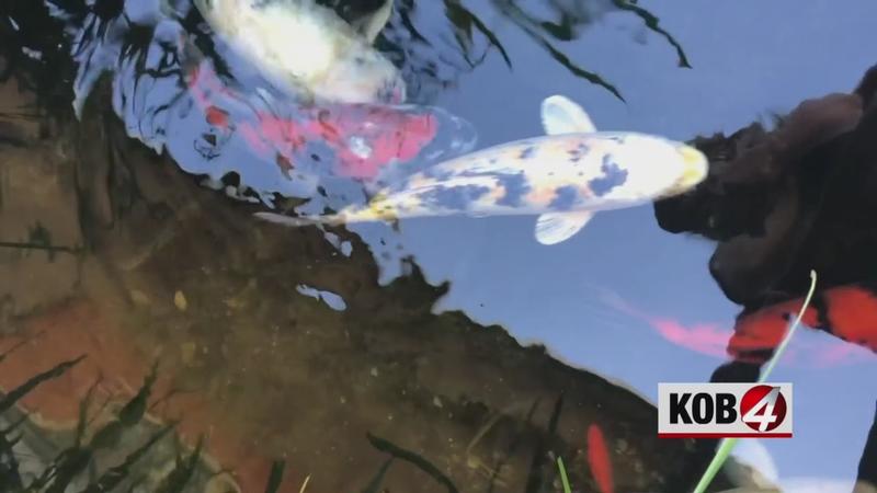 Thief nets ornamental fish from New Mexico pond
