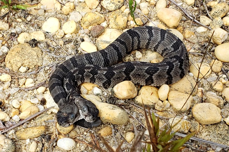 Two-headed rattlesnake found in New Jersey forest
