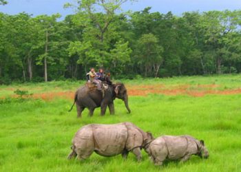Night safari expected to lure more tourists in Chitwan
