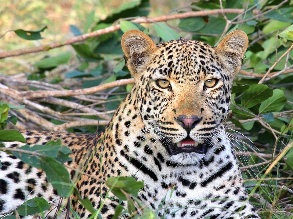 Girl injured in leopard attack