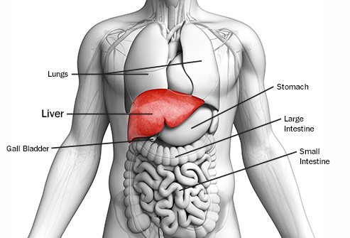 Study finds a way to treat liver disease