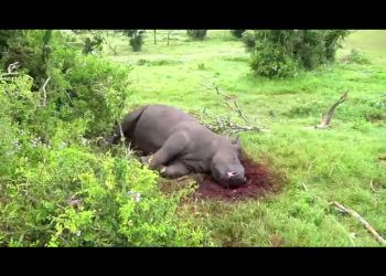 36 rhinos die in CNP in one year