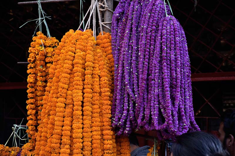 Flower garlands worth Rs 135 million likely to be sold during Tihar