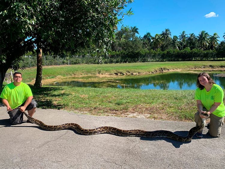 Florida trappers capture record-setting python in Everglades
