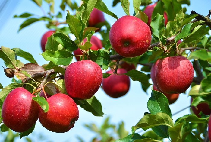 Kalikot produces 7,200 metric tons of apple