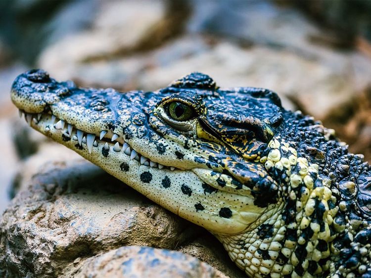 Florida man accused of forcing small alligator to drink beer