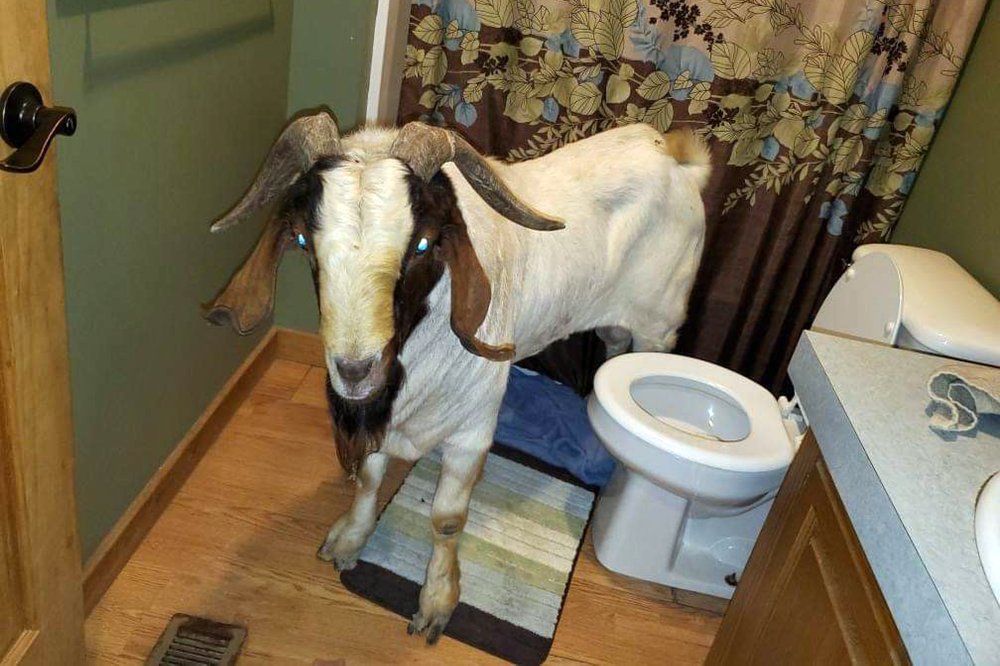 Goat naps inside bathroom