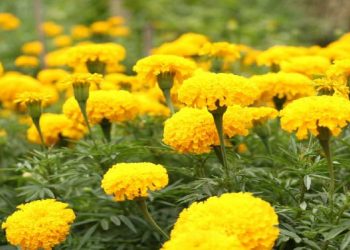 Marigold exported to Qatar from Anbukhaireni