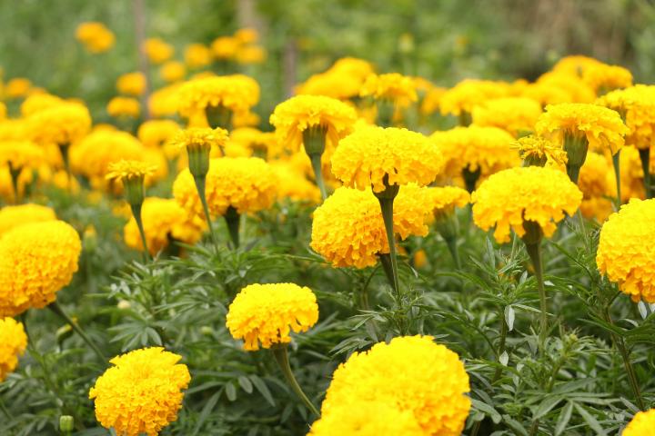300,000 marigold garlands to be imported from India