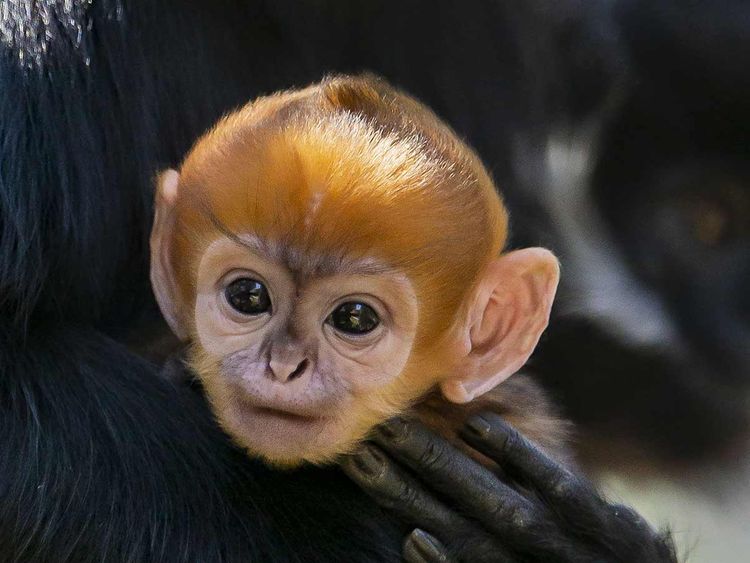 Incredibly rare’ monkey born at Australian zoo
