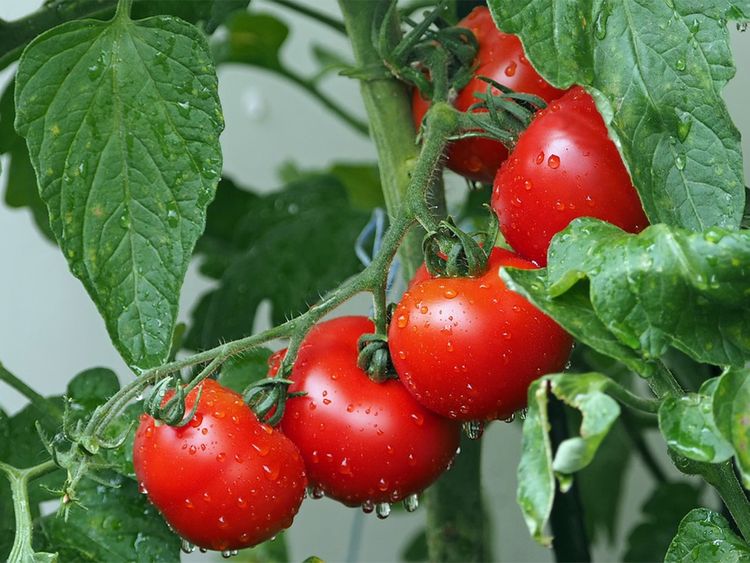 Humble tomato a day can boost your virility