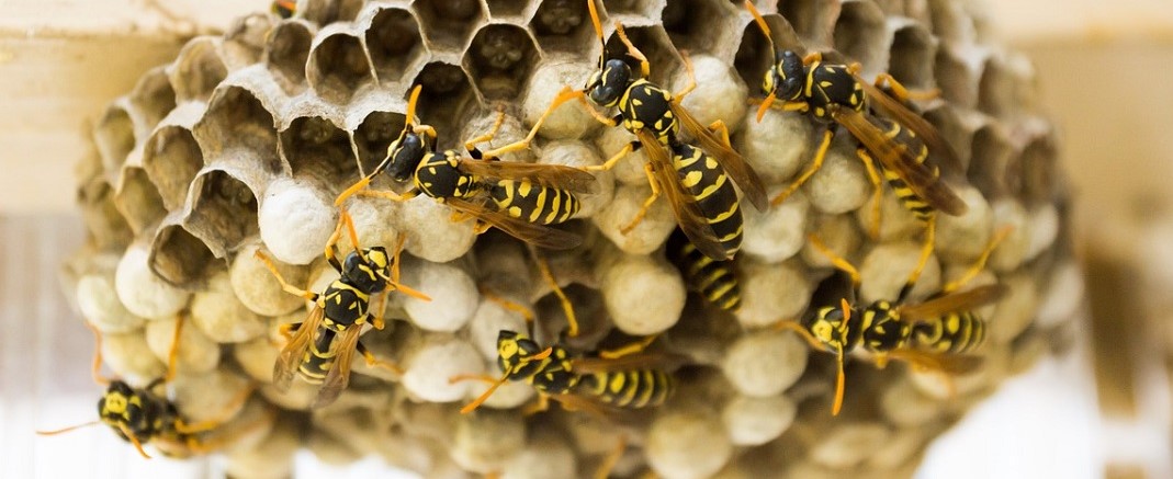 10 people fall ill after eating roasted wasps