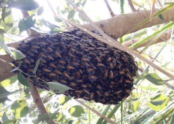 Honeybees sting one to death, injure 5 in Sarlahi