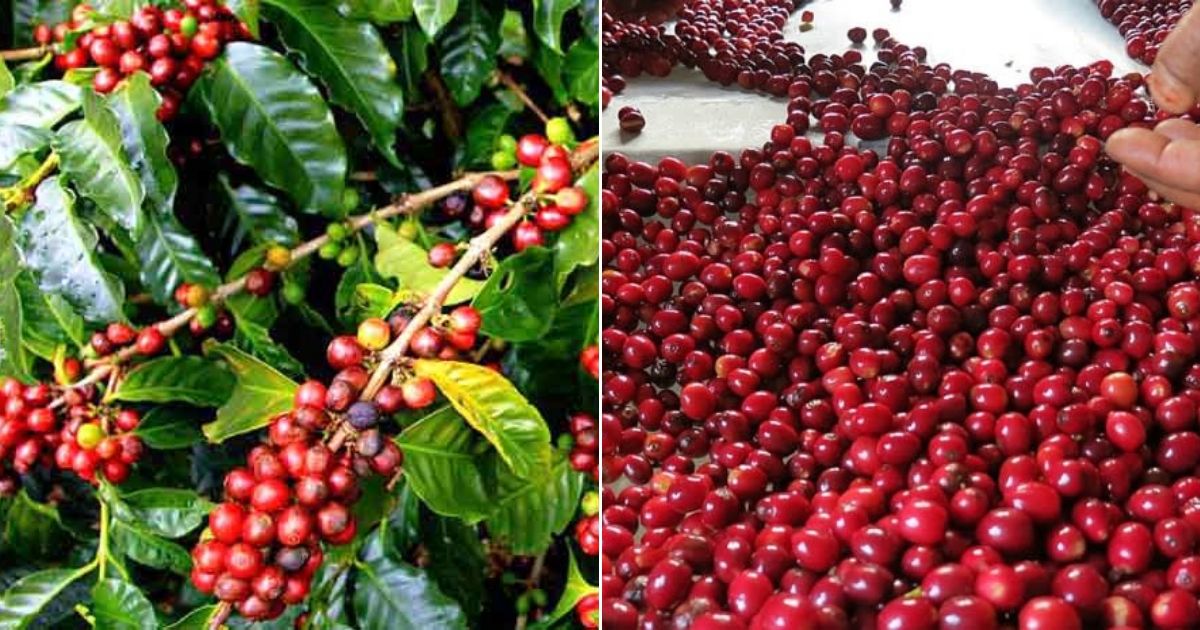 Coffee conference to be held on June 17-20