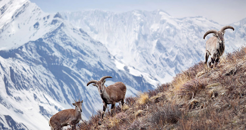 CC cameras installed to monitor wildlife in Dolpa