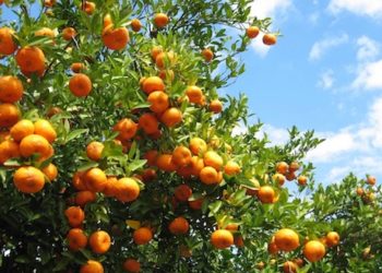 Farmers in Myagdi earn Rs 210 million from orange sales