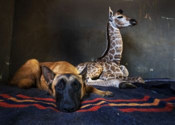 Dog befriends baby giraffe