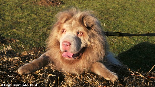 Lion ‘sacked’ from the post of ‘Guard-dog’