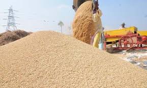 Palpa sees a boom in paddy production
