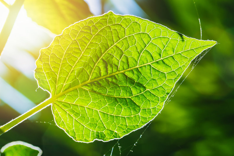 Can the new key to photosynthesis meet our food security demands?