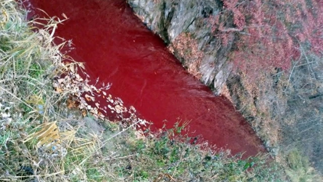 South Korean river turns red after being polluted with pigs’ blood