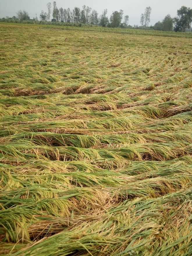 Rice production declines in Sarlahi