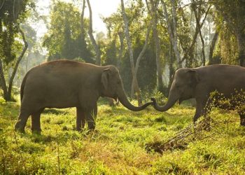 Sauraha to host Elephant Festival from December 26