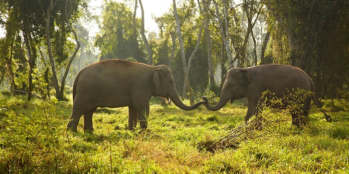 Elephants in Sauraha to be managed on cooperative model