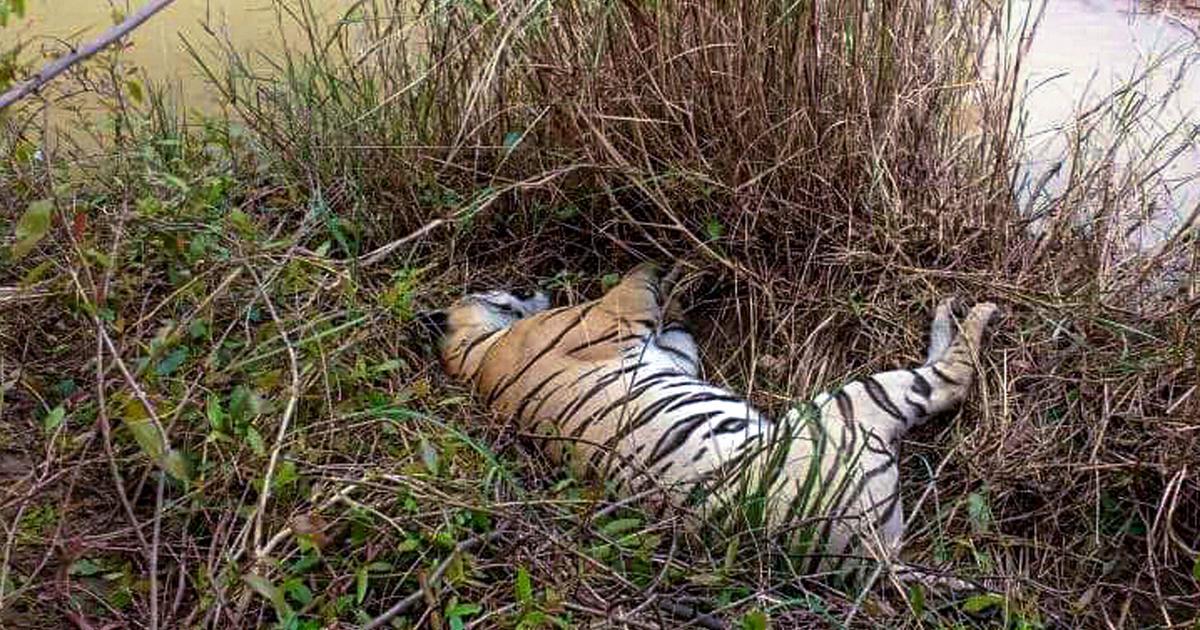 Royal Bengal tiger found dead in Chitwan