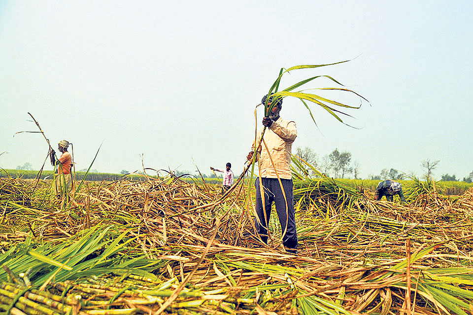 Farmers worry over disease in sugarcane