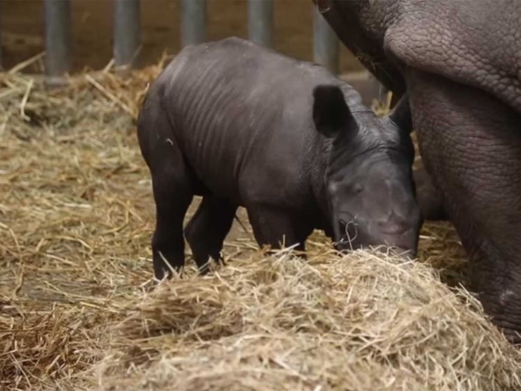 White rhino born in Belgian zoo