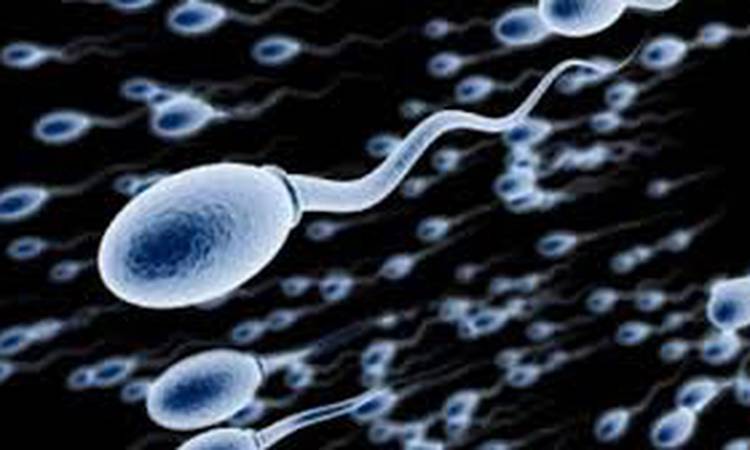 Diet high in sugar may affect sperm quality: Study