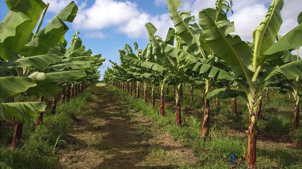 Windstorm damages banana plantation in Chitwan