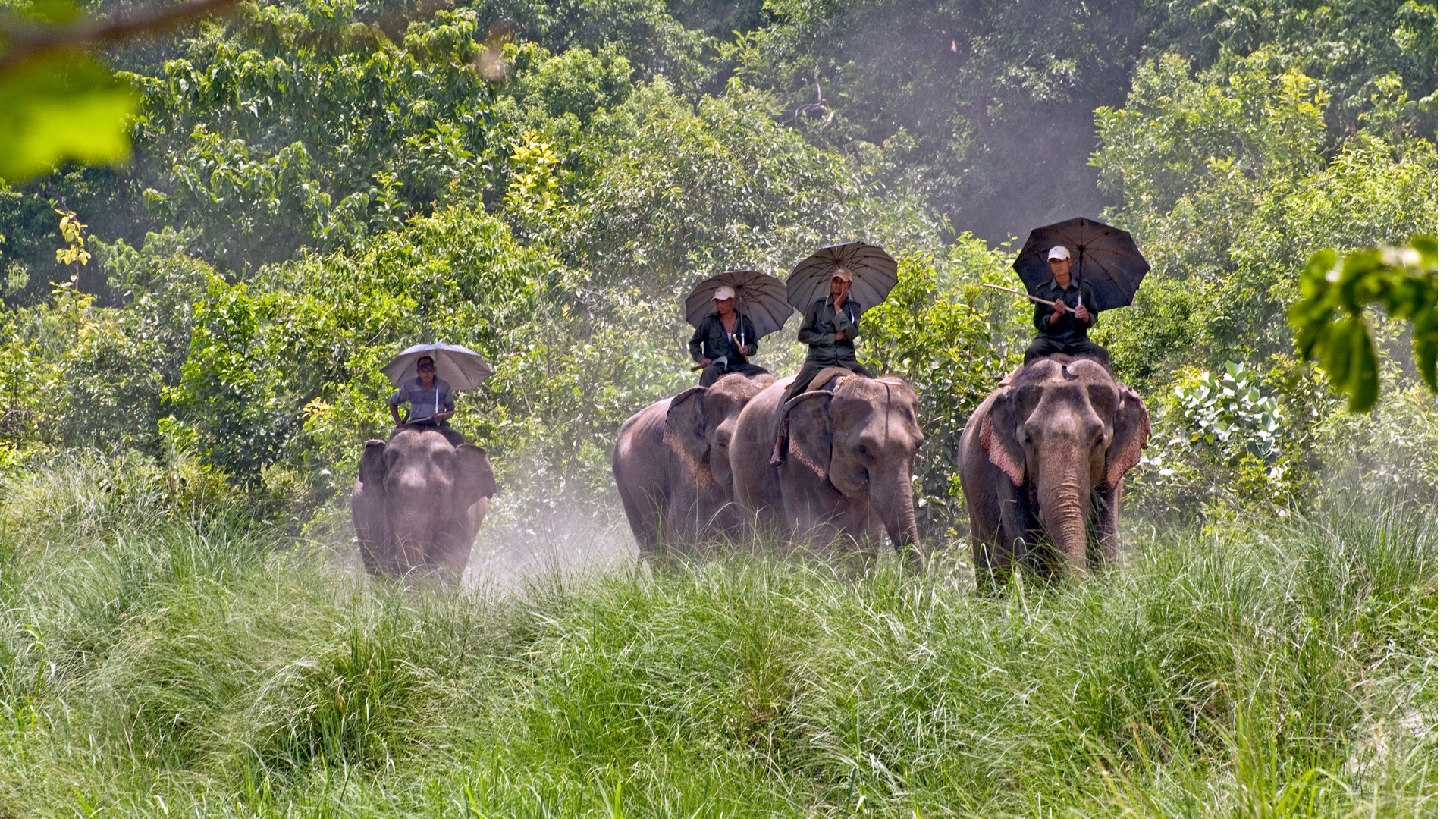 Bardiya National Park reopens for tourists