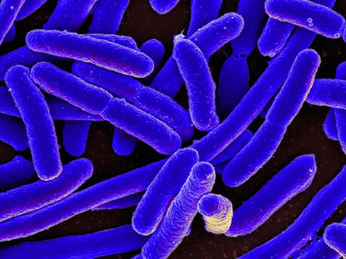 Study says gut bacteria could guard against Parkinson