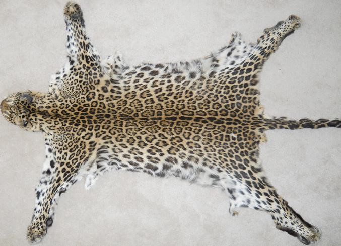 Seven persons held with leopard hide