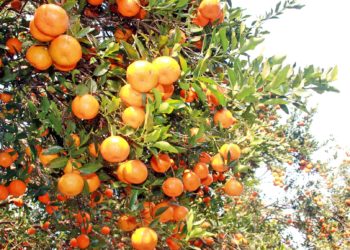 Bhojpur farmers feel encouraged to expand orange farming