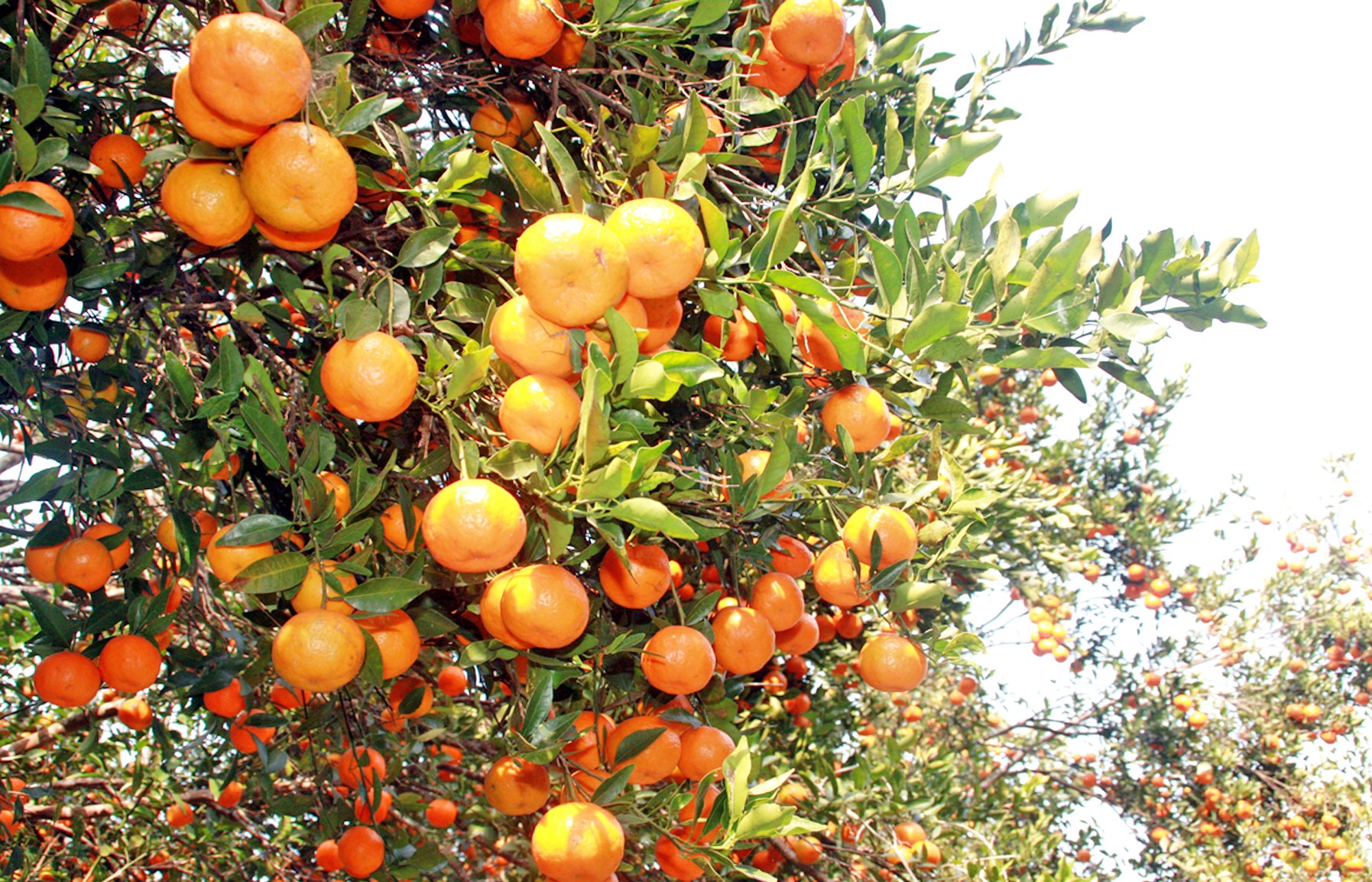 Gandaki province produces oranges worth Rs 2.7 billion this year
