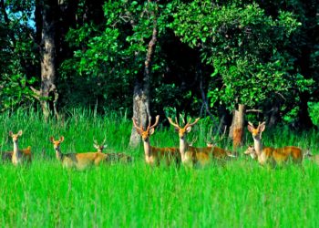 Parsa National Park welcomes surge in tourist arrivals
