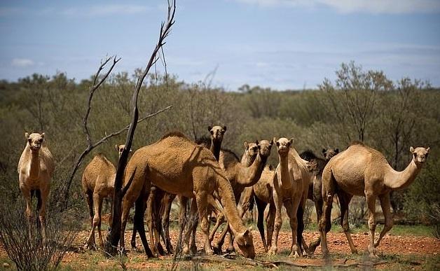 Australian govt. to ‘kill’ 10,000 camels